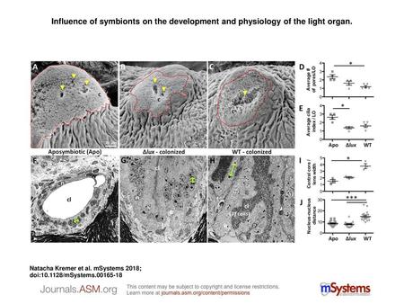 Influence of symbionts on the development and physiology of the light organ. Influence of symbionts on the development and physiology of the light organ.