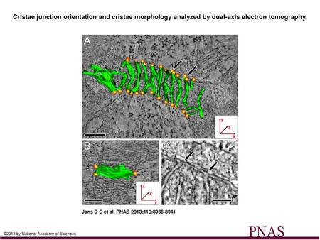 Cristae junction orientation and cristae morphology analyzed by dual-axis electron tomography. Cristae junction orientation and cristae morphology analyzed.