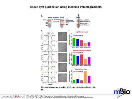 Tissue cyst purification using modified Percoll gradients.