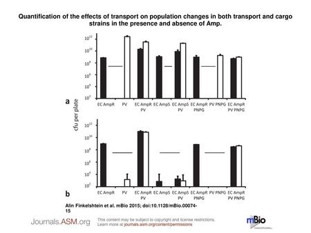 Quantification of the effects of transport on population changes in both transport and cargo strains in the presence and absence of Amp. Quantification.