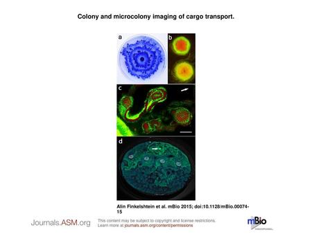 Colony and microcolony imaging of cargo transport.