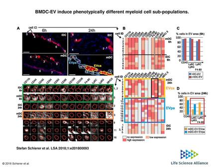 BMDC-EV induce phenotypically different myeloid cell sub-populations.