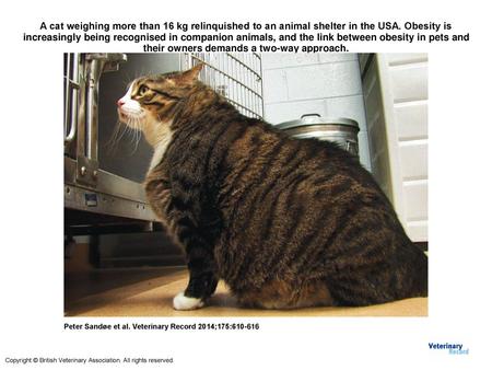 A cat weighing more than 16 kg relinquished to an animal shelter in the USA. Obesity is increasingly being recognised in companion animals, and the link.