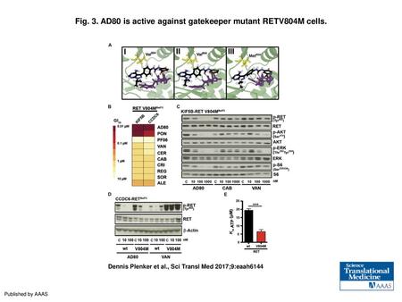 Fig. 3. AD80 is active against gatekeeper mutant RETV804M cells.