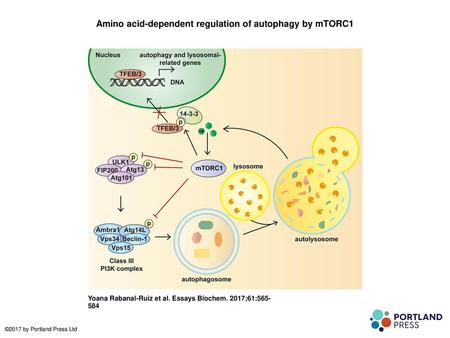 Amino acid-dependent regulation of autophagy by mTORC1