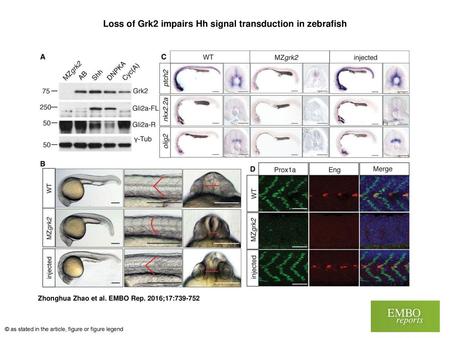 Loss of Grk2 impairs Hh signal transduction in zebrafish