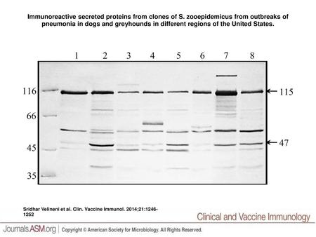 Immunoreactive secreted proteins from clones of S