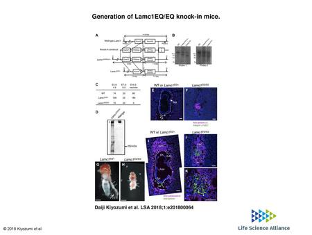 Generation of Lamc1EQ/EQ knock-in mice.