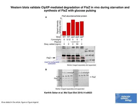 Western blots validate ClpXP‐mediated degradation of FtsZ in vivo during starvation and synthesis of FtsZ with glucose pulsing Western blots validate ClpXP‐mediated.