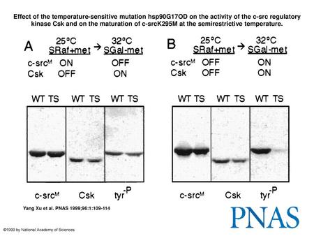 Effect of the temperature-sensitive mutation hsp90G17OD on the activity of the c-src regulatory kinase Csk and on the maturation of c-srcK295M at the semirestrictive.