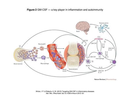 Figure 2 GM-CSF — a key player in inflammation and autoimmunity