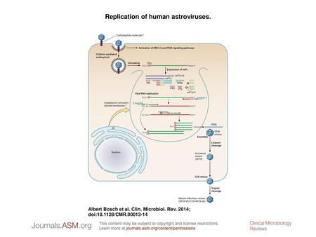 Replication of human astroviruses.