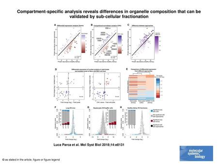 Compartment‐specific analysis reveals differences in organelle composition that can be validated by sub‐cellular fractionation Compartment‐specific analysis.