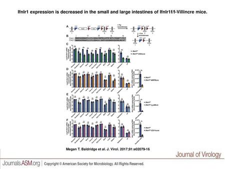 Ifnlr1 expression is decreased in the small and large intestines of Ifnlr1f/f-Villincre mice. Ifnlr1 expression is decreased in the small and large intestines.