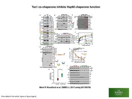 Tsc1 co‐chaperone inhibits Hsp90 chaperone function