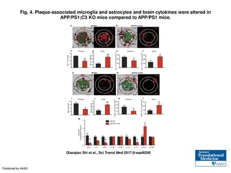 Fig. 4. Plaque-associated microglia and astrocytes and brain cytokines were altered in APP/PS1;C3 KO mice compared to APP/PS1 mice. Plaque-associated microglia.