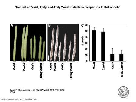 Seed set of 2xuief, 4xaly, and 4xaly 2xuief mutants in comparison to that of Col-0. Seed set of 2xuief, 4xaly, and 4xaly 2xuief mutants in comparison to.