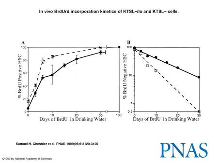 In vivo BrdUrd incorporation kinetics of KTSL−/lo and KTSL− cells.