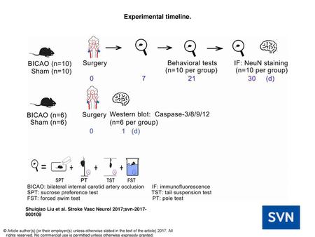 Experimental timeline.