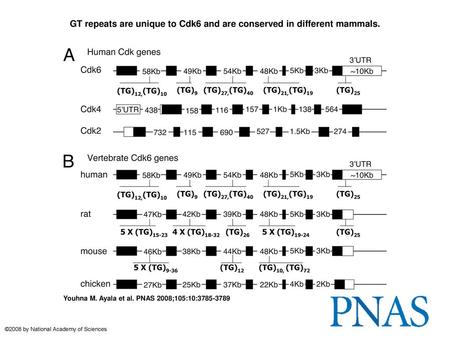 GT repeats are unique to Cdk6 and are conserved in different mammals.