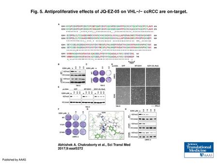 Antiproliferative effects of JQ-EZ-05 on VHL−/− ccRCC are on-target