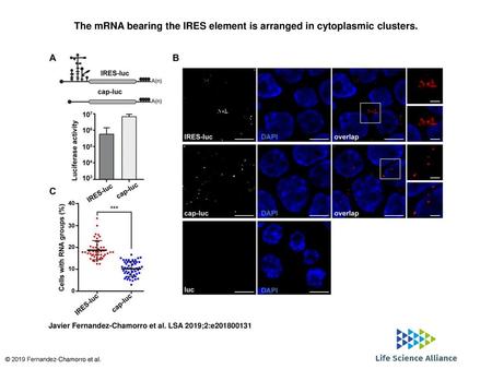 The mRNA bearing the IRES element is arranged in cytoplasmic clusters.