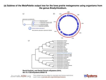 (a) Subtree of the MetaPalette output tree for the Iowa prairie metagenome using organisms from the genus Bradyrhizobium. (a) Subtree of the MetaPalette.