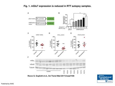 Fig. 1. mGlu7 expression is reduced in RTT autopsy samples.