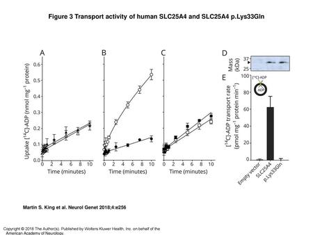 Figure 3 Transport activity of human SLC25A4 and SLC25A4 p.Lys33Gln