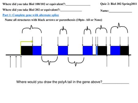 Where would you draw the polyA tail in the gene above?______________