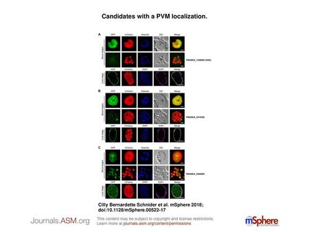 Candidates with a PVM localization.