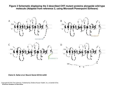 Figure 2 Schematic displaying the 3 described CHT mutant proteins alongside wild type molecule (Adapted from reference 2, using Microsoft Powerpoint Software)‏