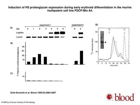 Induction of HS proteoglycan expression during early erythroid differentiation in the murine multipotent cell line FDCP-Mix A4. Induction of HS proteoglycan.