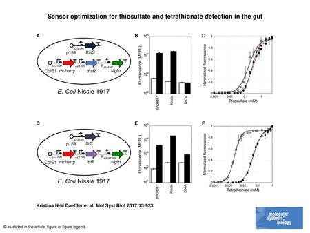 Sensor optimization for thiosulfate and tetrathionate detection in the gut Sensor optimization for thiosulfate and tetrathionate detection in the gut A–F(A.