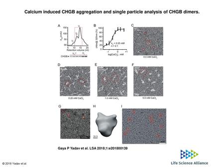 Calcium induced CHGB aggregation and single particle analysis of CHGB dimers. Calcium induced CHGB aggregation and single particle analysis of CHGB dimers.