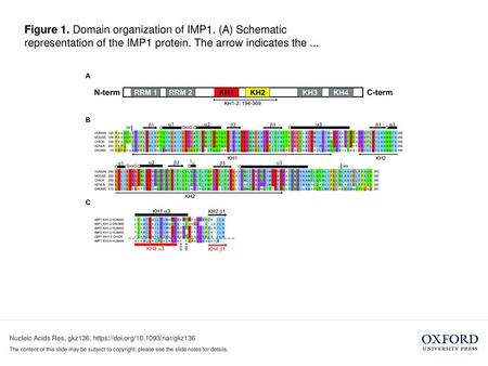 Figure 1. Domain organization of IMP1