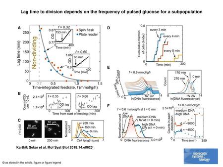 Lag time to division depends on the frequency of pulsed glucose for a subpopulation Lag time to division depends on the frequency of pulsed glucose for.