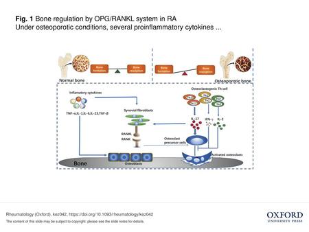 Under osteoporotic conditions, several proinflammatory cytokines ...