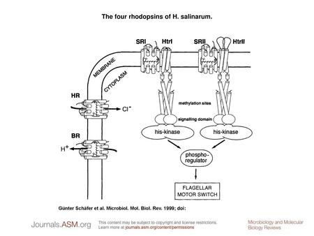 The four rhodopsins of H. salinarum.