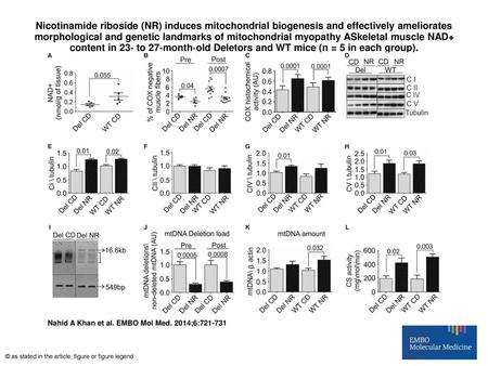 Nicotinamide riboside (NR) induces mitochondrial biogenesis and effectively ameliorates morphological and genetic landmarks of mitochondrial myopathy ASkeletal.