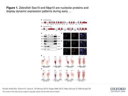 Figure 1. Zebrafish Sas10 and Mpp10 are nucleolar proteins and display dynamic expression patterns during early ... Figure 1. Zebrafish Sas10 and Mpp10.