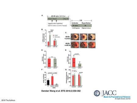 Dandan Wang et al. BTS 2018;3:350-362 Overexpression of miR-24 Ameliorates Diabetic Ischemia/Reperfusion Injury (A) Schematic protocol of miR-24 delivery.