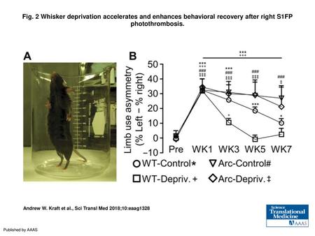 Fig. 2 Whisker deprivation accelerates and enhances behavioral recovery after right S1FP photothrombosis. Whisker deprivation accelerates and enhances.