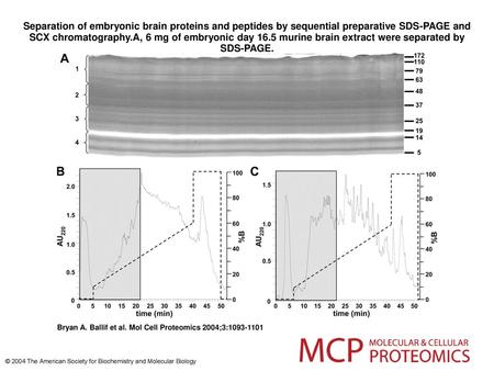 Separation of embryonic brain proteins and peptides by sequential preparative SDS-PAGE and SCX chromatography.A, 6 mg of embryonic day 16.5 murine brain.