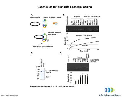 Cohesin-loader−stimulated cohesin loading.