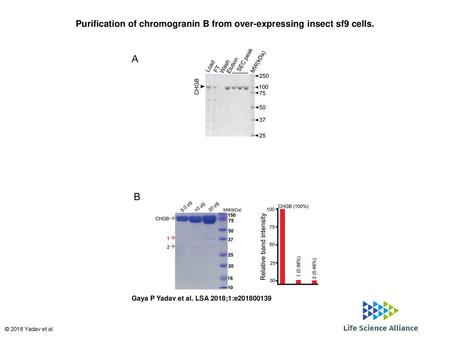 Purification of chromogranin B from over-expressing insect sf9 cells.