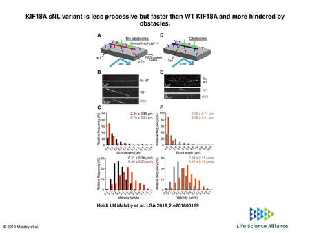 KIF18A sNL variant is less processive but faster than WT KIF18A and more hindered by obstacles. KIF18A sNL variant is less processive but faster than WT.