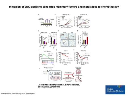 Inhibition of JNK signaling sensitizes mammary tumors and metastases to chemotherapy Inhibition of JNK signaling sensitizes mammary tumors and metastases.