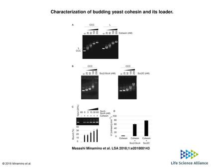 Characterization of budding yeast cohesin and its loader.