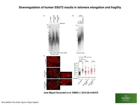 Downregulation of human SSU72 results in telomere elongation and fragility Downregulation of human SSU72 results in telomere elongation and fragility Telomere.